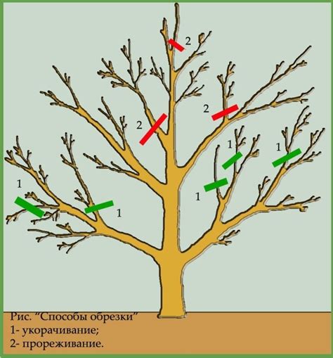 Правильная обрезка плодоножек