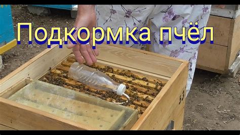 Преимущества и профит от держания пчел на ИЖС