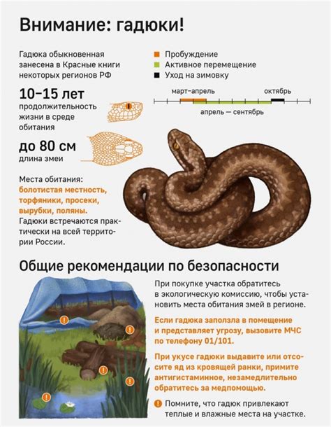 Процесс активности гадюк на деревьях