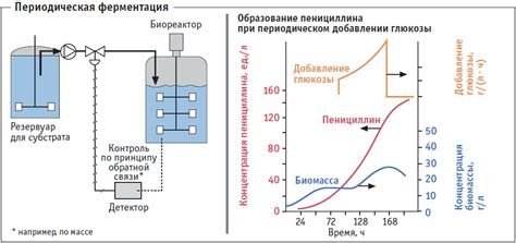 Процесс ферментации и хранение