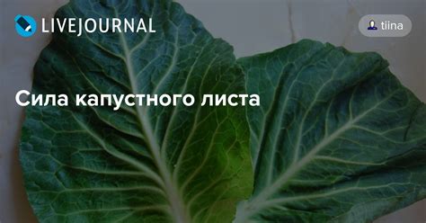 Результаты и отзывы о применении капустного листа при воспалении лимфоузла
