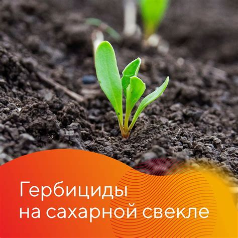 Содержание полезных веществ в сахарной свекле