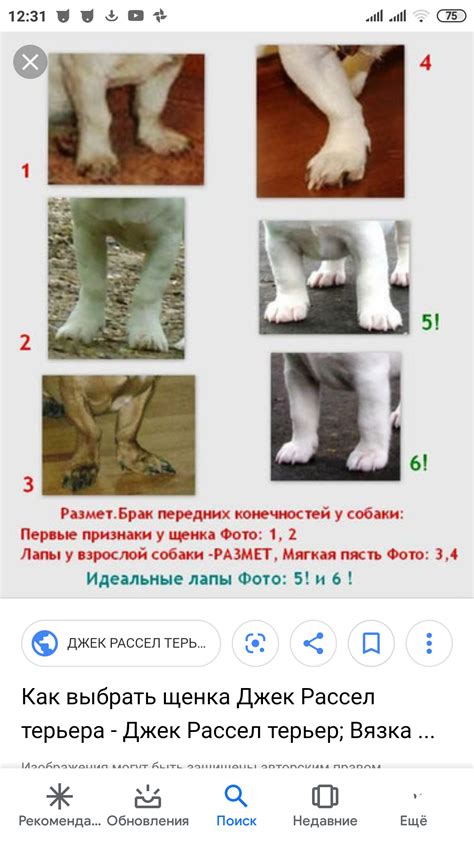Увеличение размера лап у щенка
