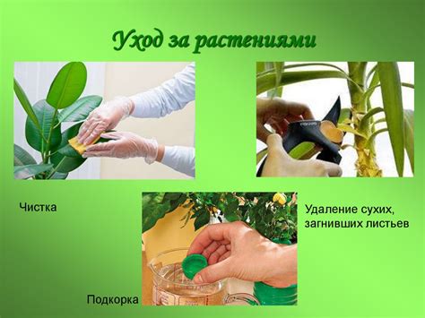 Уход за гороховыми растениями