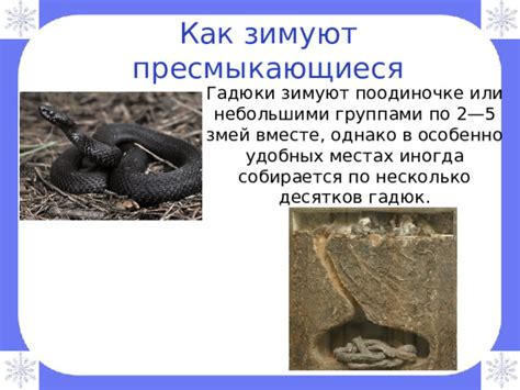 Физиологические особенности гадюк, позволяющие им перемещаться по деревьям